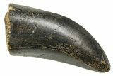 Serrated, Fossil Tyrannosaurus (Trex) Tooth - Wyoming #372363-1